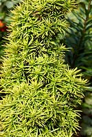 Taxus baccata 'Standishii' - June