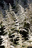 Astilbe x arendsii 'White Queen' - June