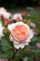 Rosa 'William Morris' - June