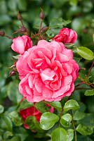 Rosa 'Wiltshire' - July