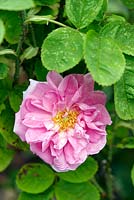 Rosa 'Quatre Saisons' - July