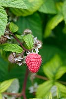 Raspberry 'Julia' - July