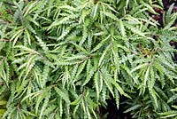 Comptonia peregrina - Sweetfern or Sweet fern. July
