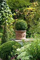 Box topiary in terracotta containers at successive heights on a wall with Vitis in the background. August, Surrey