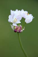 Allium roseum 'Rosy Garlic'