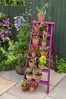 Floral display of Perennial Fuchsias and Coleus on a painted ladder
