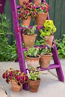 Floral display of Perenial Fuchsias and Coleus on a painted ladder