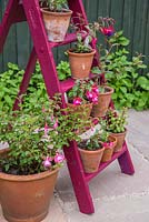 Floral display of Perenial Fuchsias on a vintage ladder