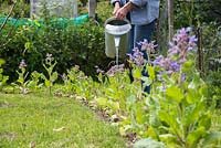 Woman watering Borago officinalis in an allotment plot