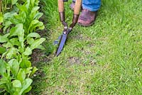 Trimming allotment patch border with long handled garden edging shears
