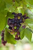 Black Grapes on a vine in the Conservatory. Lincolnshire. August 2014. Summer.