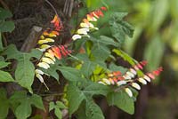 Ipomoea lobata - Spanish Flag supported by the trunk of Trachycarpus fortunei. Lincolnshire. August 2014. Summer.