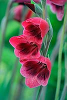 Gladiolus papilio Ruby