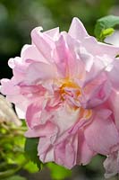 Rosa x damascena 'versicolor' - known since 1551