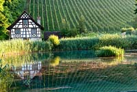 The vineyard reflecting in the natural lake surrounded with Phragmites australis 