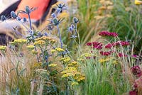 Summer border includes Achillea millefolium 'Terracotta', Achillea filipendulina 'Walter Funke', Stipa tenuissima, Eryngium 'Jos Eijking'. 