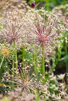 Allium christophii - Seedheads 
