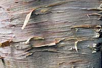 Deciduous tree with detail of trunk and bark of Betula Utilis 'Ermanii' 