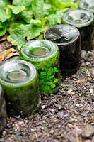 Ferns naturalised inside bottles used as path edging feature