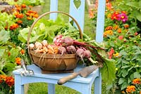 Freshly harvested summer vegetables in a rustic trug on a garden chair with tools