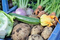 Summer garden produce in a blue trug. Cabbage, carrots, white turnips, potatoes and courgettes