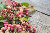 Euonymus - Spindle. 