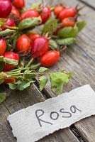 Rosa - Rose hip with paper label. 