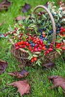 Decorative display in a basket containing Snowberry, Spindle, Dogwood, Rose hip, Hawthorn and Sloe.