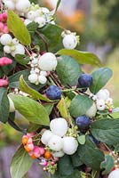 Detail of Symphoricarpos - Snowberry, Prunus - Sloe and Euonymus - Spindle combination.