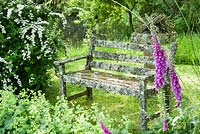 Lichen encrusted wooden bench amongst trees, flowering spiraea, Alchemilla mollis and foxgloves 