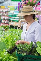 Woman browsing plants for sale in a garden centre. Celery 'Victoria'