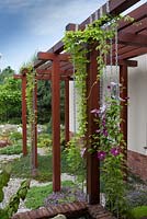 Wooden pergola with metal support chains and Clematis in flower