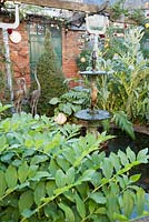 A fountain surrounded by strongly shaped foliage plants including hostas, Solomon's Seal, clipped lonicera, cardoons and roses in a courtyard garden. 