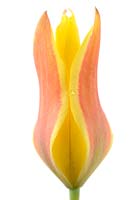 Tulipa kolpakowskiana AGM.  Kolpakowsky's tulip  