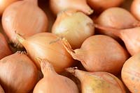 Allium cepa 'Stuttgarter' Onion sets 