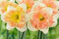 Narcissus 'Vanilla Peach', Division 11a Split-corona