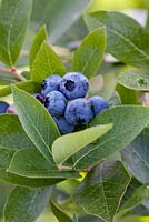 Vaccinium corymbosum 'Ivanhoe' - Blueberry