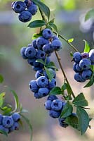 Vaccinium corymbosum 'Blueray' - Blueberry 