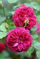 Rosa' Darcy Bussell'