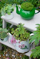 Plants including herbs, sempervivum and Alchemilla mollis in vintage enamel containers on wooden steps. 