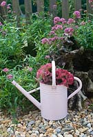 Heads of Hydrangea macrophylla in pink watering can in autumn 