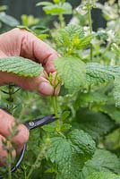 Taking a cutting from Lemon balm plant. 