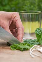 Cutting Mentha spicata 'Tashkent' leaf into thin strips. 