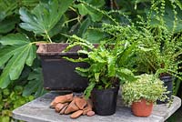 Plants ready for planting include Soleirolia soleirolii, Asplenium scolopendrium 'Angustifolia' and Tatting Fern.