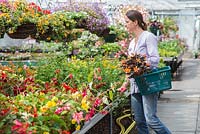 Woman browsing a selection of Begonias at a garden centre