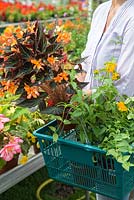Woman placing a Begonia in her shopping basket, at a garden centre