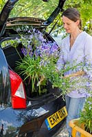 Woman placing purchased plants in the boot of her car