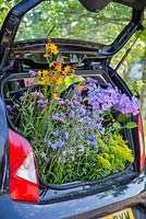 A car boot not large enough to carry purchased plants