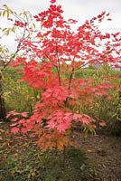 Acer x pseudosieboldianum 'North Wind' - Maple tree 