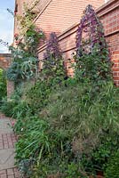 Substantial autumn container plantings against the house wall. Rhodochiton atrosanguineum with Panicum elegans 'Frosted Explosion' and black petunias, with pelargoniums underneath